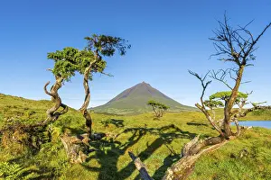 Framed Print : Mount Pico and Azores Juniper Trees in Sunny Morning