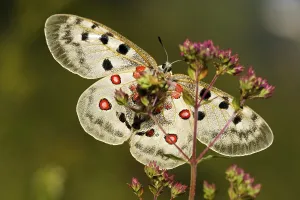 Mountain Apollo butterfly (Parnassius apollo)