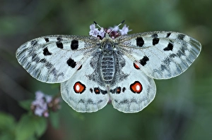 Mountain Apollo (Parnassius apollo)