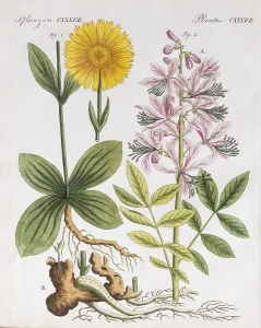 Mountain arnica (Arnica montana)
