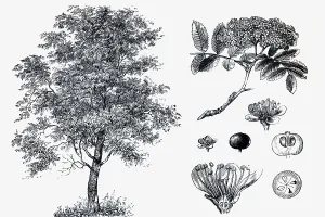 Mountain ash (Sorbus aucuparia)