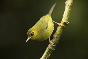 Mountain Blackeye (Chlorocharis emiliae)