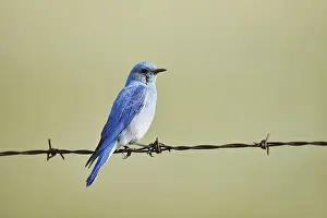 Mountain Bluebird (Sialia currucoides)