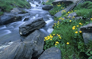 Category Mountain Landscapes Prints: Mountain brook with Marsh Marigold (Caltha palustris)