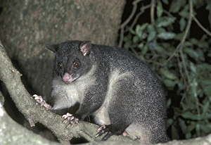 Mountain Brushtail Possum (Trichosurus caninus)
