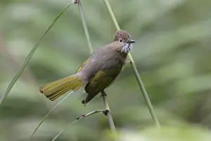 Mountain Bulbul (Ixos mcclellandii similis)