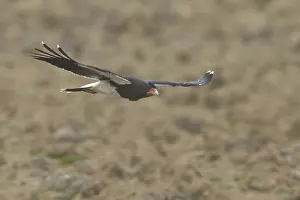 Mountain Caracara (Phalcoboenus megalopterus) flying