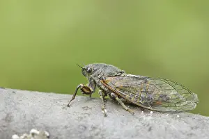Mountain cicada or mountain cicada (Cicadetta montana)