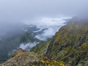Category Mountain Landscapes Prints: A mountain covered in fog and clouds with blooming Cytisus shrubs
