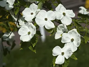 Mountain dogwood (Cornus nuttallii) flowers