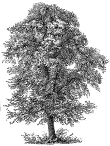 the mountain elm (Ulmus glabra)