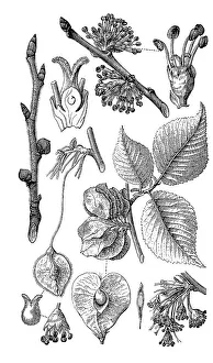 the mountain elm (Ulmus glabra)