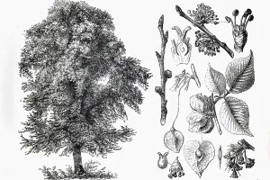 Mountain elm (Ulmus montana), tree