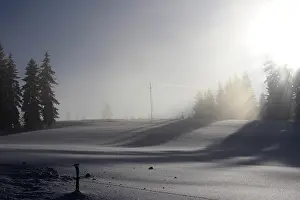 Mountain forest