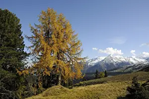 Mountain forest in autumn, mountain forest