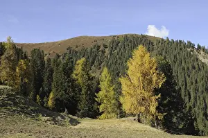 Mountain forest in autumn, mountain forest