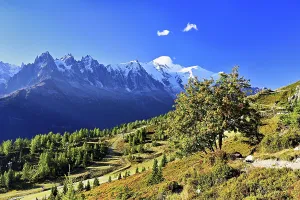 Mountain forest in an autumnal landscape with the snow-covered Mont Blanc massif in the background