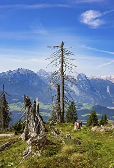 Mountain forest, Dead trees on the way to the summit of the Taborberg