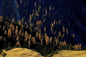 Mountain forest of firs with autumnal larches