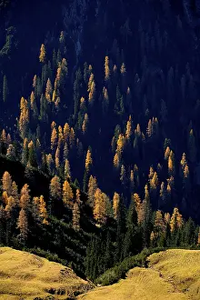 Framed Print : Mountain forest of firs with autumnal larches