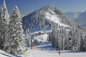 Mountain forest, ski area, ski slope