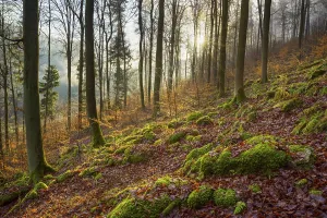 Mountain Forest at Sunrise, Kaltenbrunn