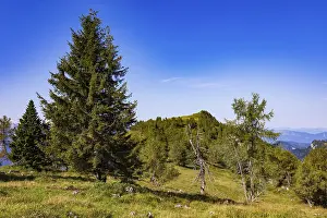 Mountain forest on the way to the summit of the Einberg