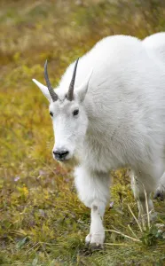 Mountain goat (Oreamnos americanus)