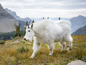 Mountain goat (Oreamnos americanus)