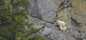 Mountain goat (Oreamnos americanus) with two young in rocky terrain