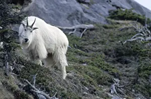 Mountain goats (Oreamnos americanus) standing in a crag and observing his environment (Rocky Mountain Goat)