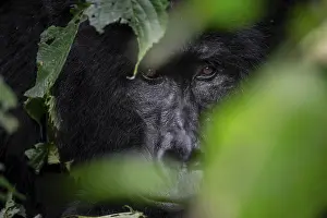 Framed Print : Mountain gorilla (Gorilla berengei berengei)