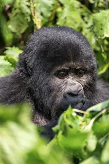Mountain gorilla (Gorilla berengei berengei)