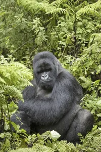 Mountain Gorilla (Gorilla beringei beringei)
