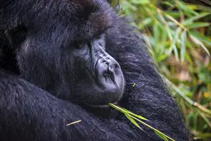 Mountain gorilla (Gorilla beringei beringei)