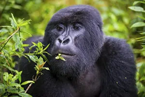 Mountain gorilla (Gorilla beringei beringei)