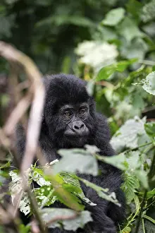 Mountain gorilla (Gorilla beringei beringei)