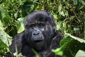 Mountain gorilla (Gorilla beringei beringei)