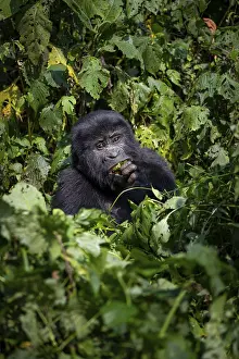 Mountain gorilla (Gorilla beringei beringei)