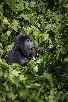 Mountain gorilla (Gorilla beringei beringei)