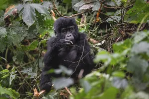 Mountain gorilla (Gorilla beringei beringei)