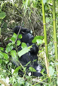 Mountain gorilla (Gorilla beringei beringei)