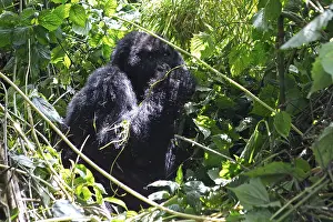 Mountain gorilla (Gorilla beringei beringei)