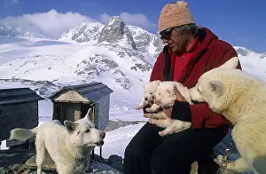 Mountain guide Toni Rosifka with Samoyed sledge-dog whelps near the Simony-Hut Dachstein Austria