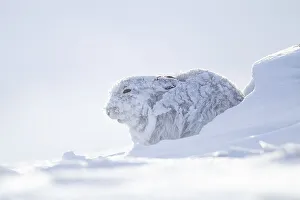 Mountain hare (Lepus timidus) adult in it's winter coat on a snow covered mountain