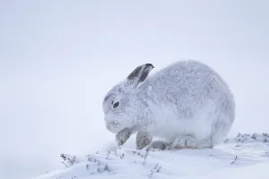 Mountain hare (Lepus timidus) adult mammal in winter coat searching for food on a snow covered mountain