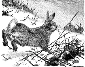 Mountain hare (Lepus timidus), Hare