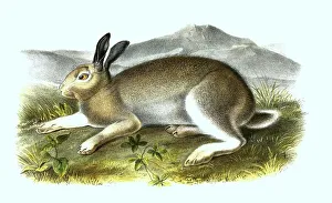 Mountain hare (Lepus timidus), Histoic