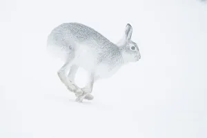 Mountain hare (Lepus timidus) running in snow