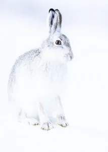 Mountain hare (Lepus timidus) sits in the snow